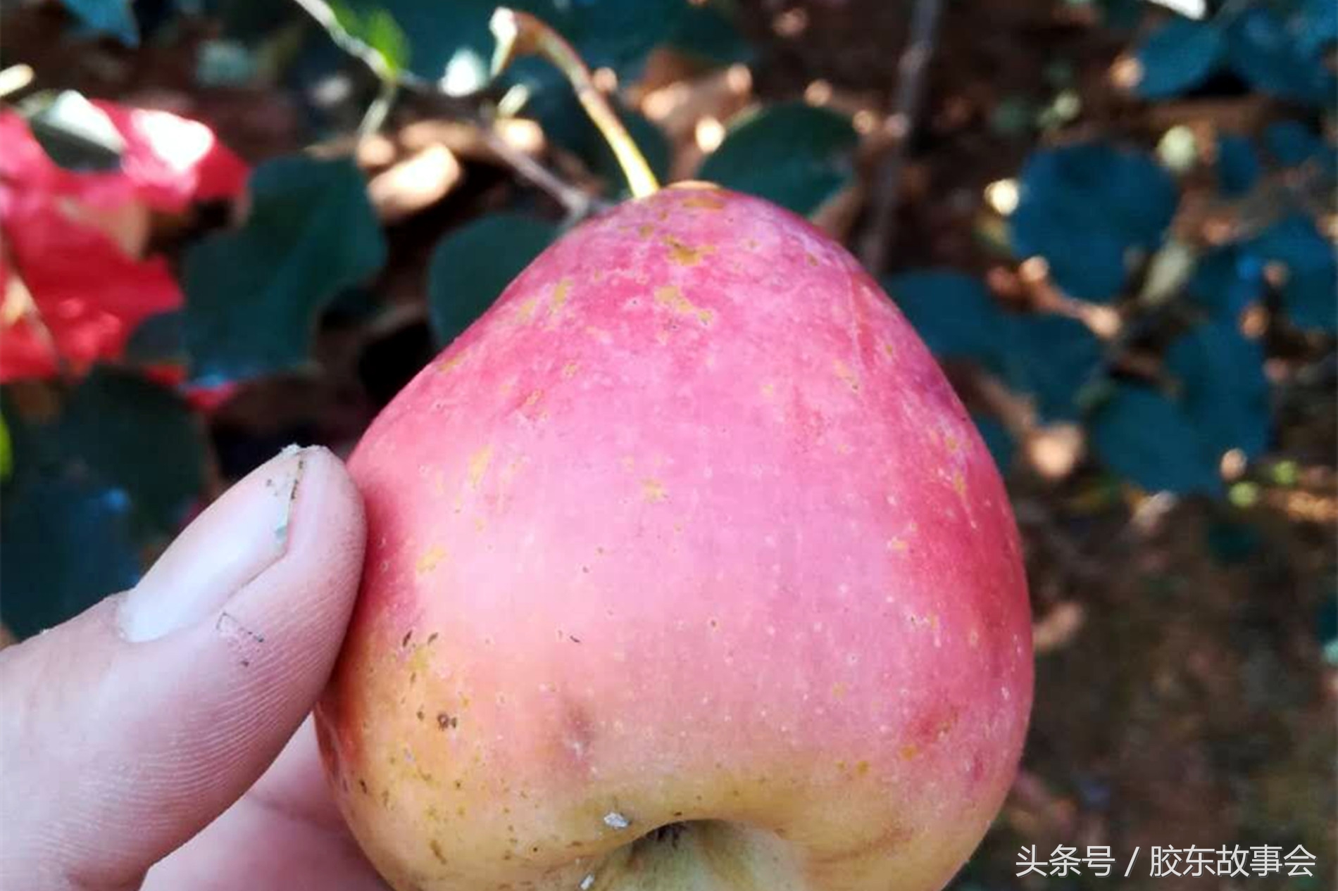 山东烟台海阳朱吴镇红富士苹果,山东海阳皇家牌红富士