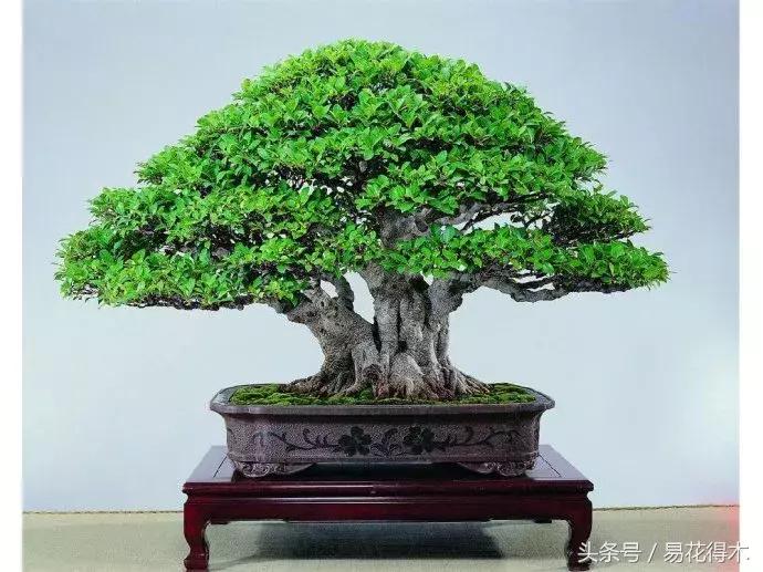 榕树落叶的原因及解决方法,榕树盆景怎样过冬不落叶