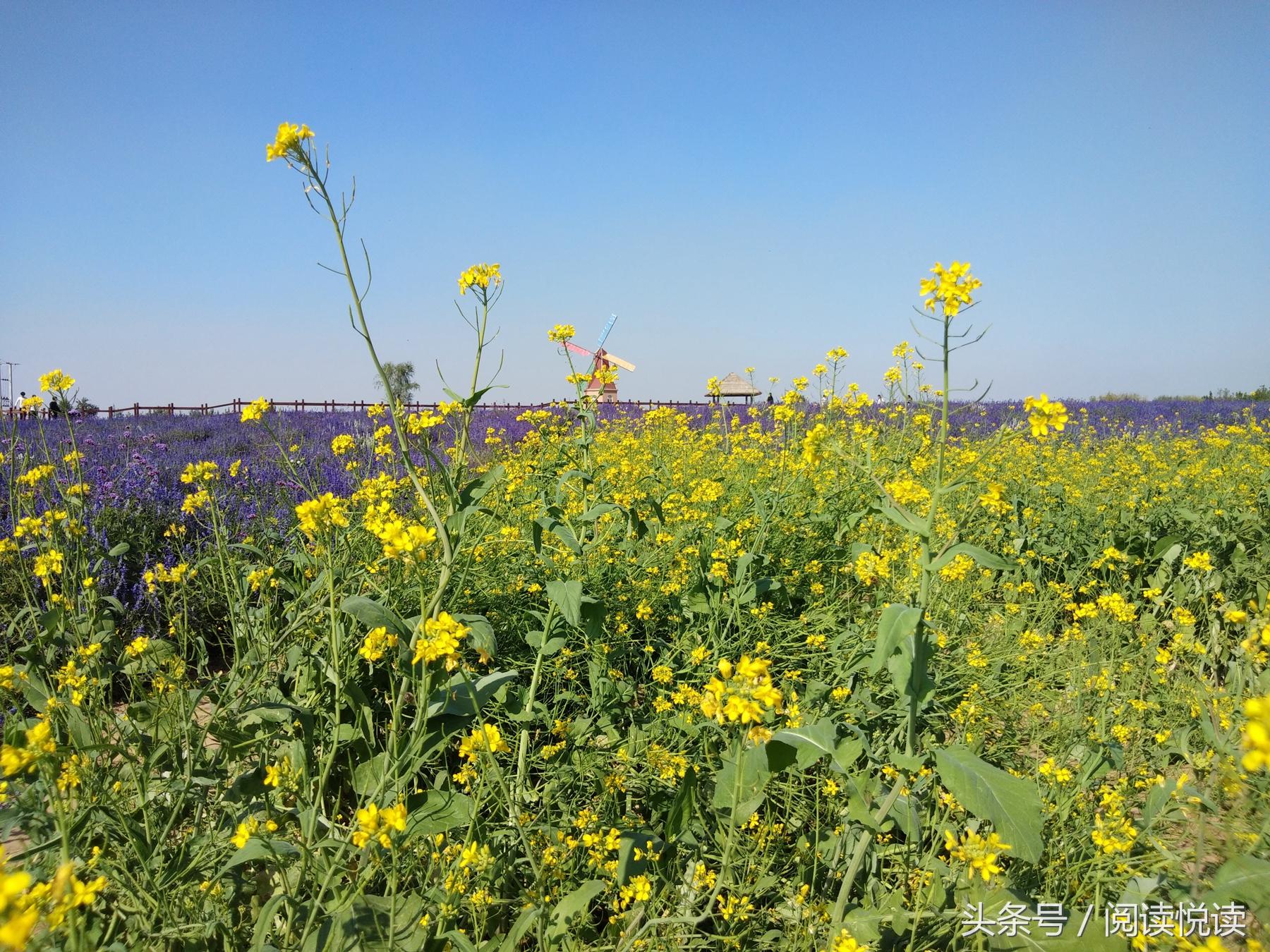 夏天的安国药博园,五一安国药都药博园
