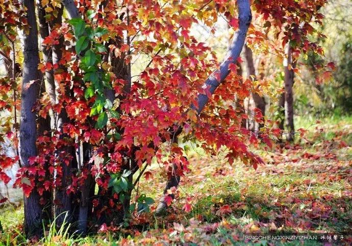 哈尔滨隐藏的景点伏尔加庄园,哈尔滨国庆节去哪里