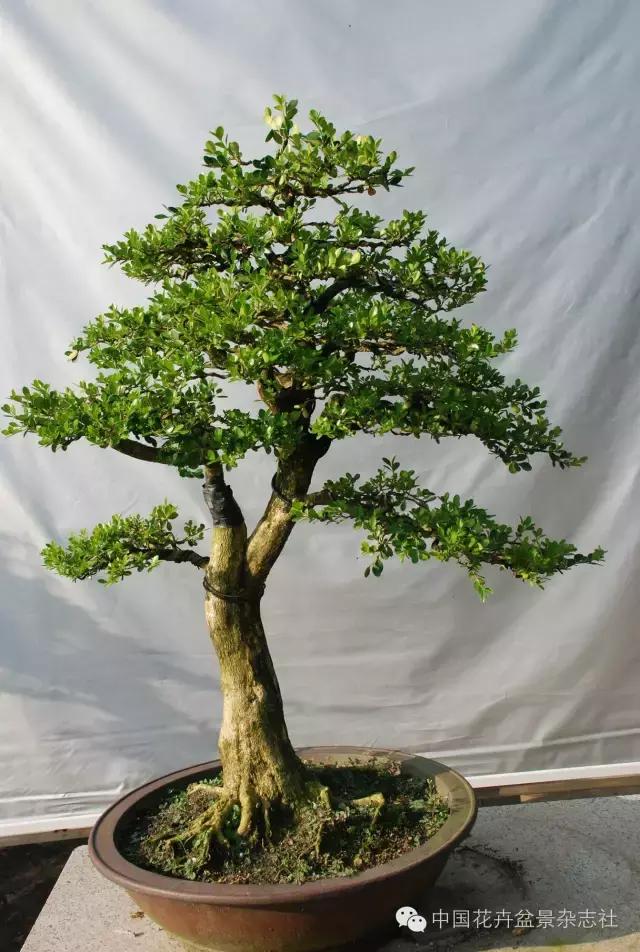 雀舌黄杨盆景的生长规律,黄杨树盆景的生长习性