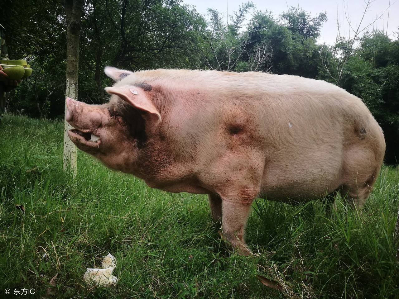 怎样挑选母猪做后备母猪,选母猪及饲养管理