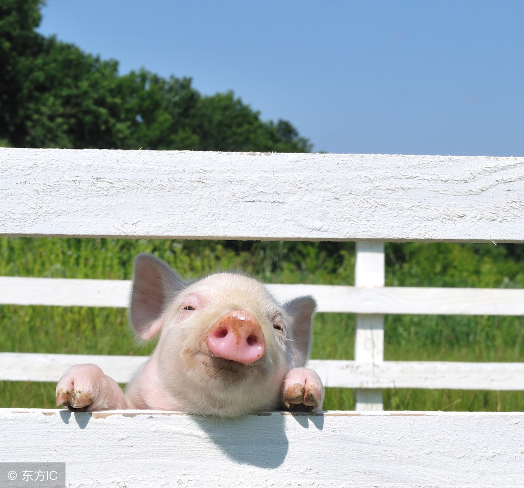 怎样挑选母猪做后备母猪,选母猪及饲养管理