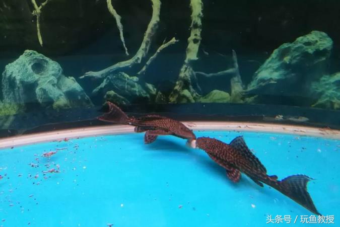 四种不能混养的鱼,两种不能混养的鱼怎么解决