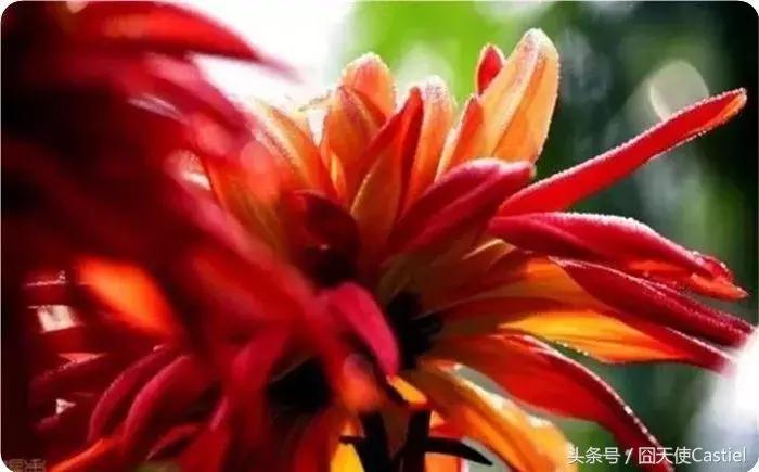 精美菊花100幅,100幅菊花国画简单