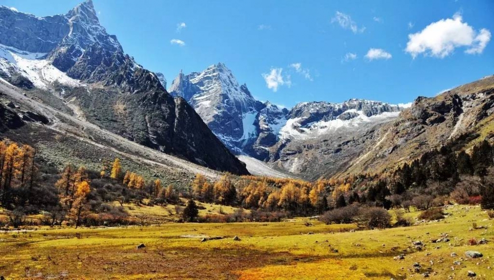 适合带着去旅行的宠物,宠物旅行攻略如何带宠物出门旅游