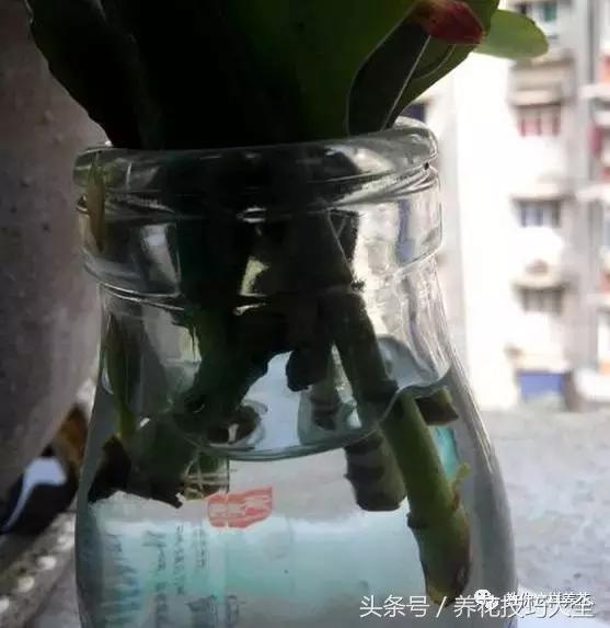 蟹爪兰长得好好的就断了怎么回事,蟹爪兰花蔫了怎么补救
