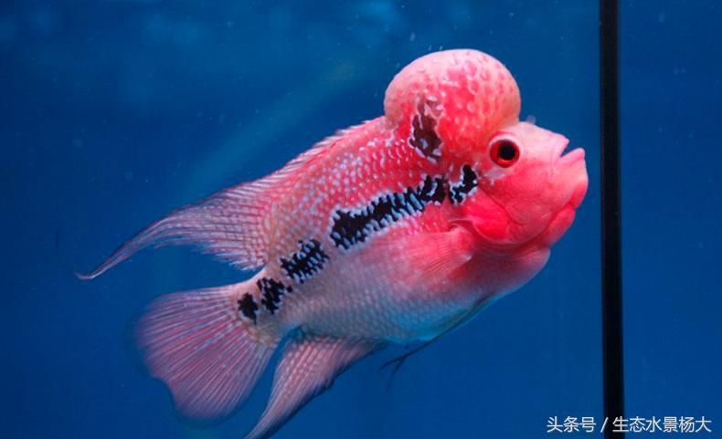 观赏鱼种类作用,什么观赏鱼寓意好