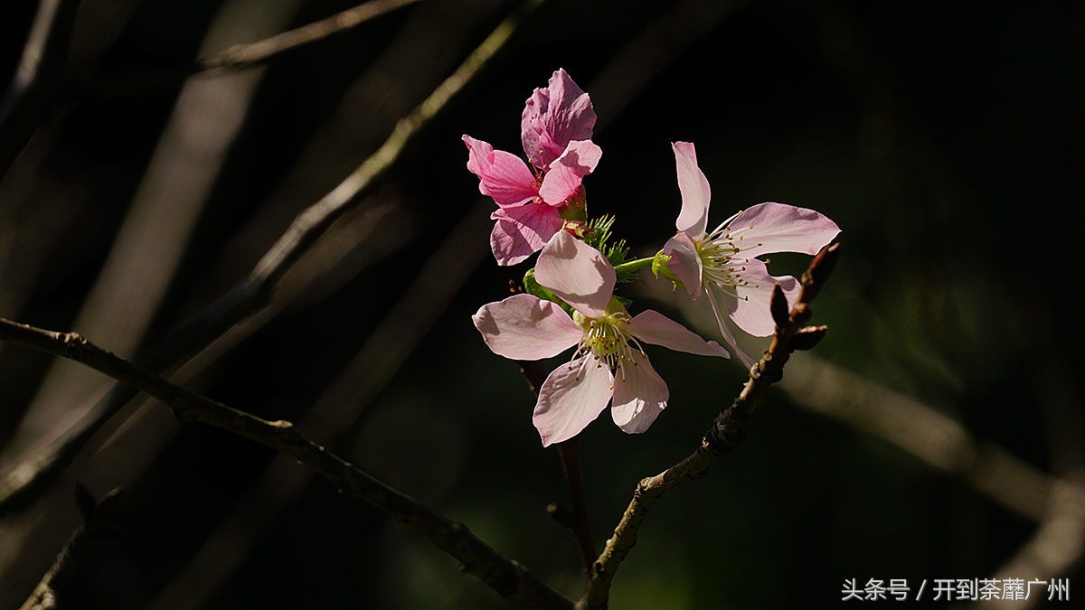 白云山樱花开了吗,白云山樱花盛开