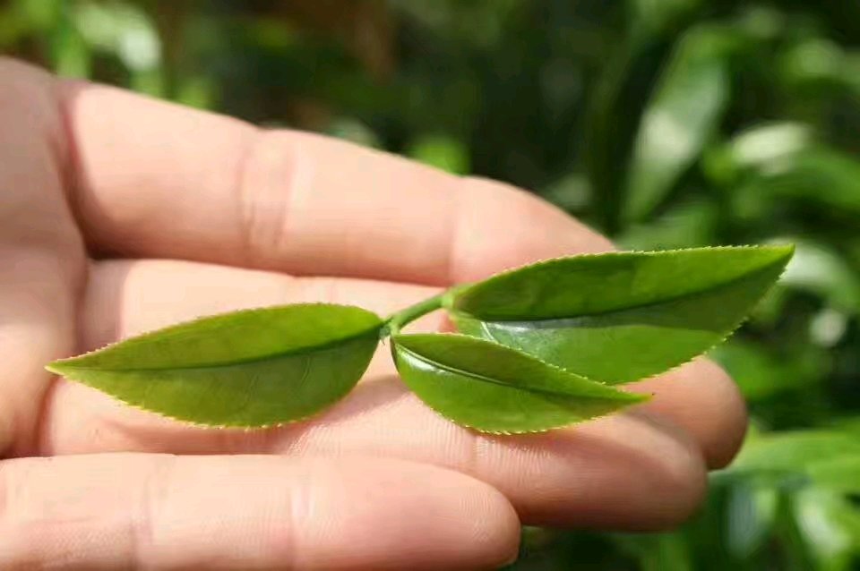 凤凰单丛什么品种最好,一分钟简单认识凤凰单丛