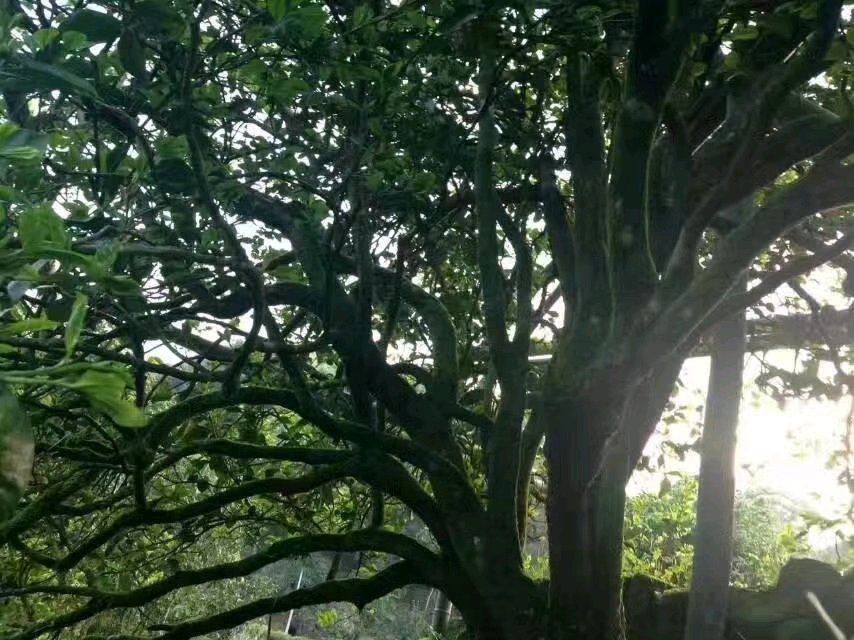 凤凰单丛什么品种最好,一分钟简单认识凤凰单丛