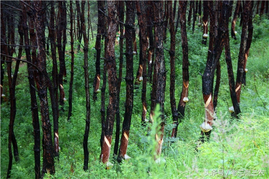 农村十大致富项目投资,农村最快的致富项目