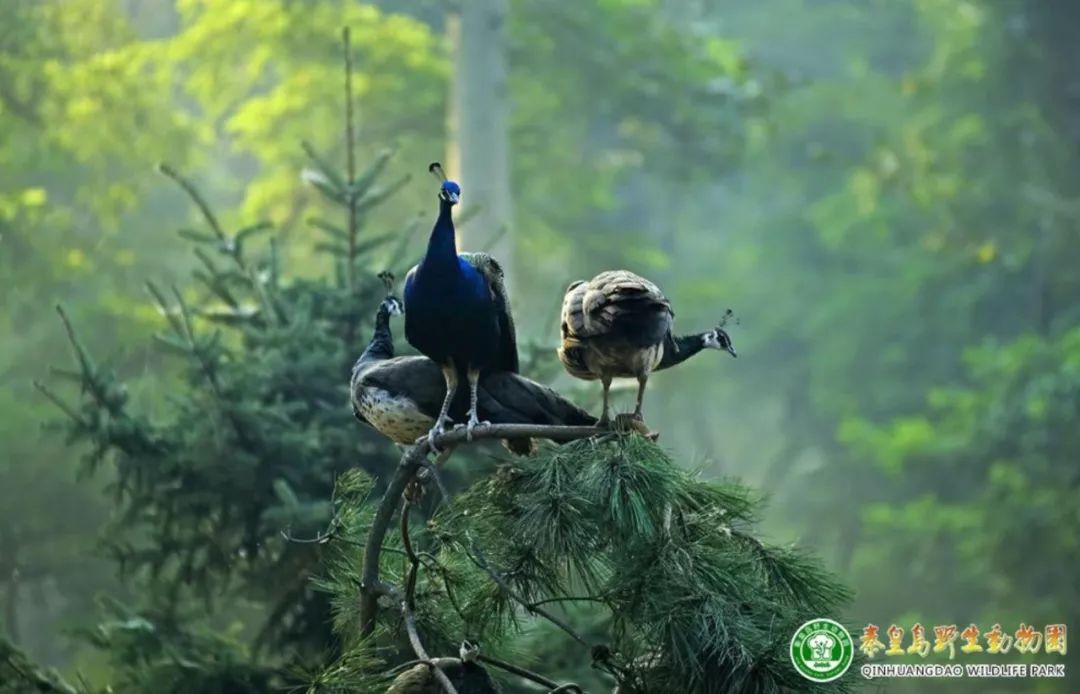 秦皇岛北戴河区必玩的十大景点,秦皇岛北戴河旅游详细攻略