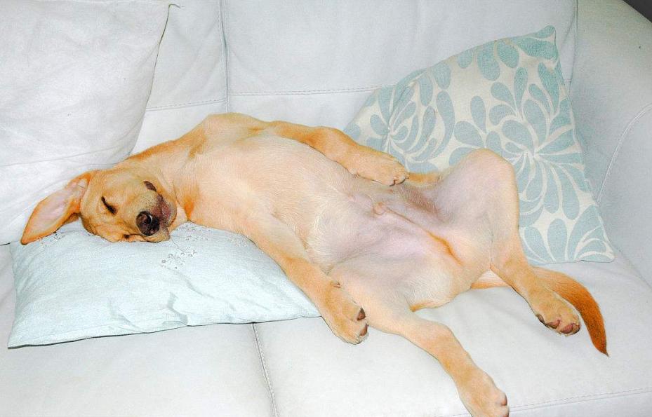 金毛拉布拉多抱抱,拉布拉多抱抱小主人