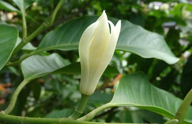 中药白兰花的功效与作用,中药材白兰花
