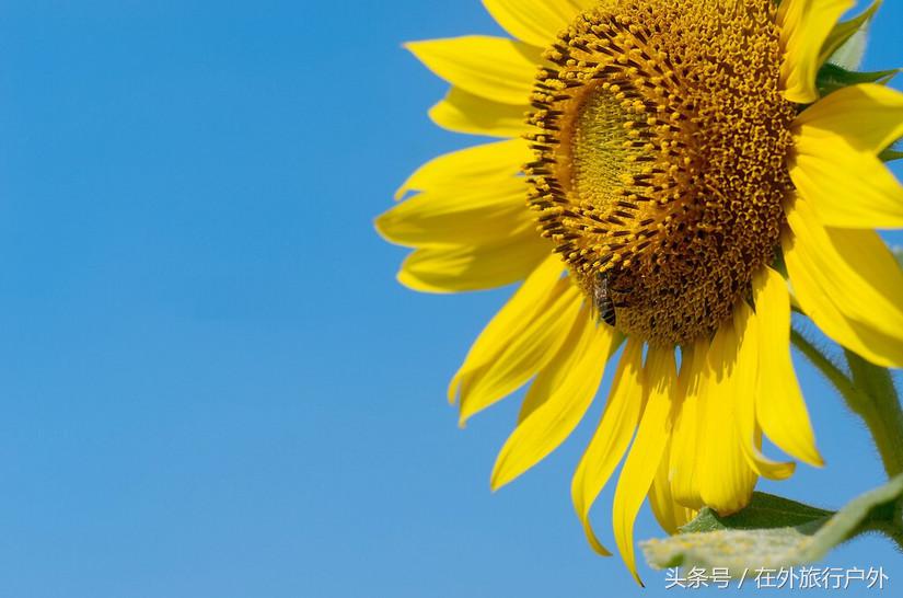 不去普罗旺斯和柬埔寨,千元飞到泰国看最美向日葵田和高棉遗址