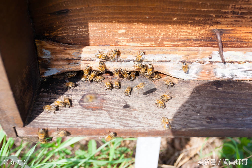 盗蜂的识别方法和技术,如何发现盗蜂现象
