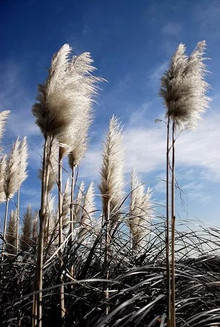 秋风起芦花飞起满天霜,诗词鉴赏秋风起芦花飞