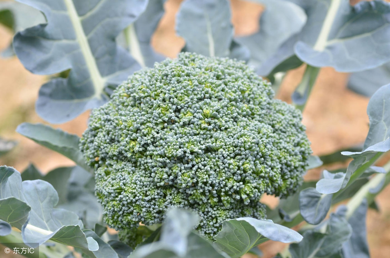 春夏之际种蔬菜怎么防止病虫害,防治蔬菜病虫害最有效的方法