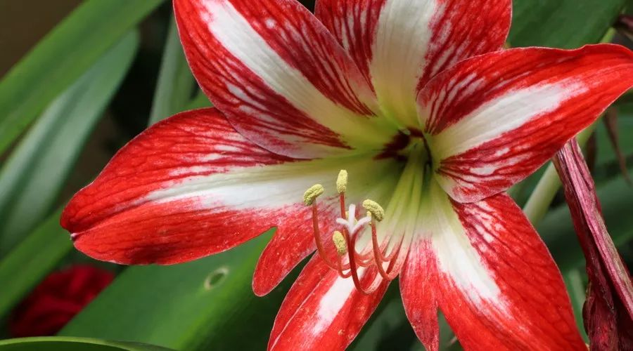 桂花香，残荷，银杏，宁波的秋天