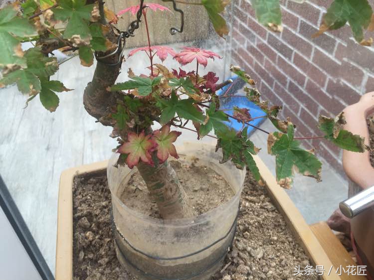 红枫叶子干怎么回事,三季红枫出现焦叶是什么原因