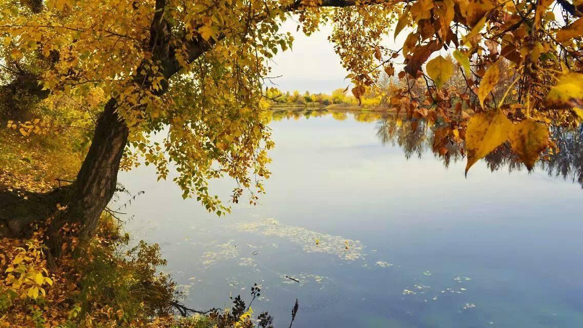 白朴的关于秋天的诗,白朴的关于秋天的诗句