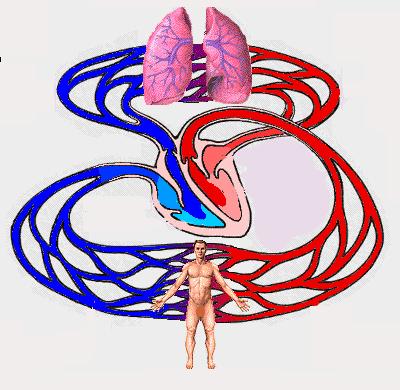 我的血为什么颜色老是特别黑,我的血为什么是黑红色的