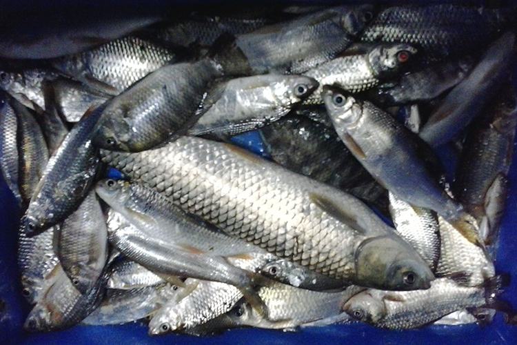 小药钓鲤鱼真的好用吗,简单自制诱鱼最快的添加剂