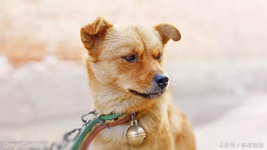 公边牧发情期可以做绝育手术吗,公犬发情期除了绝育还有什么办法