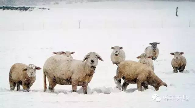 进猪场的忠告,给准备入股市的人忠告