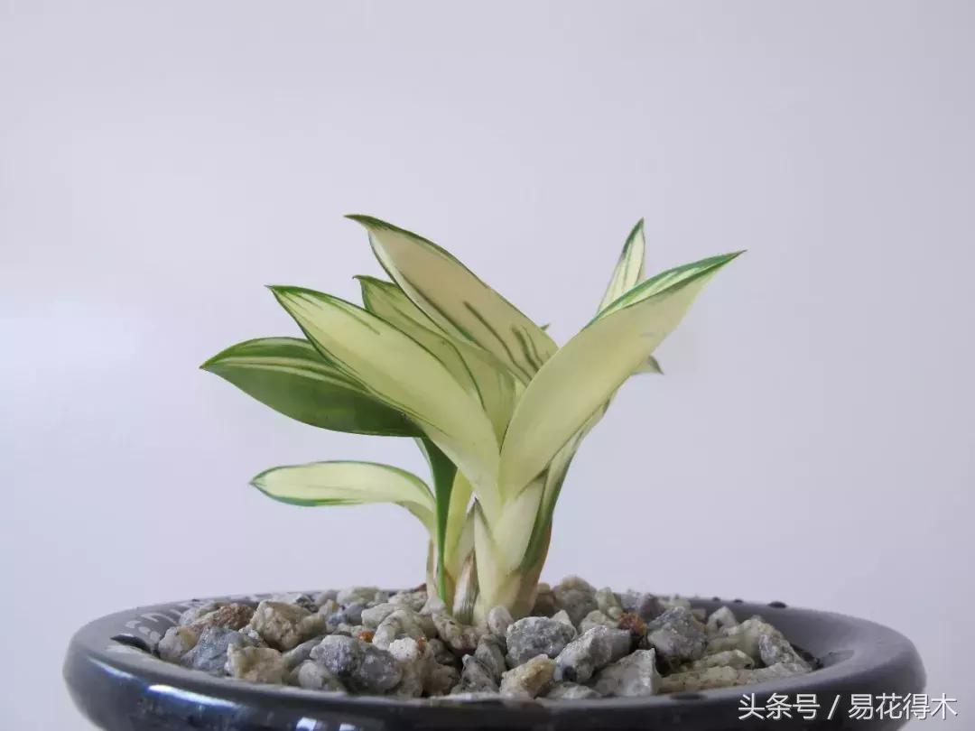 兔耳兰珍稀品种花,什么兰花叶子是兔耳兰