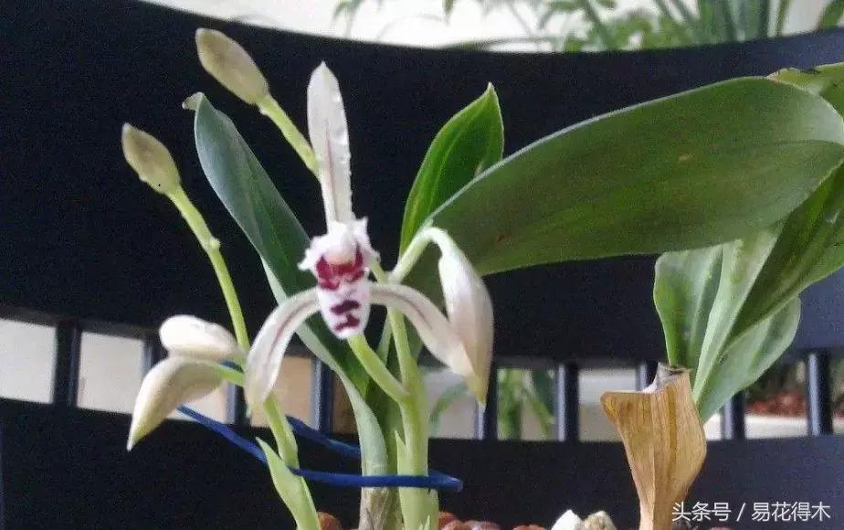 兔耳兰野生兰花什么时候开花,文山州兔耳兰展上的精品兰花