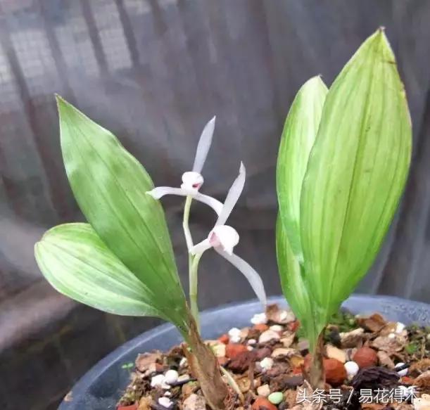 兔耳兰珍稀品种花,什么兰花叶子是兔耳兰