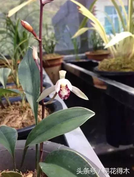 兔耳兰珍稀品种花,什么兰花叶子是兔耳兰