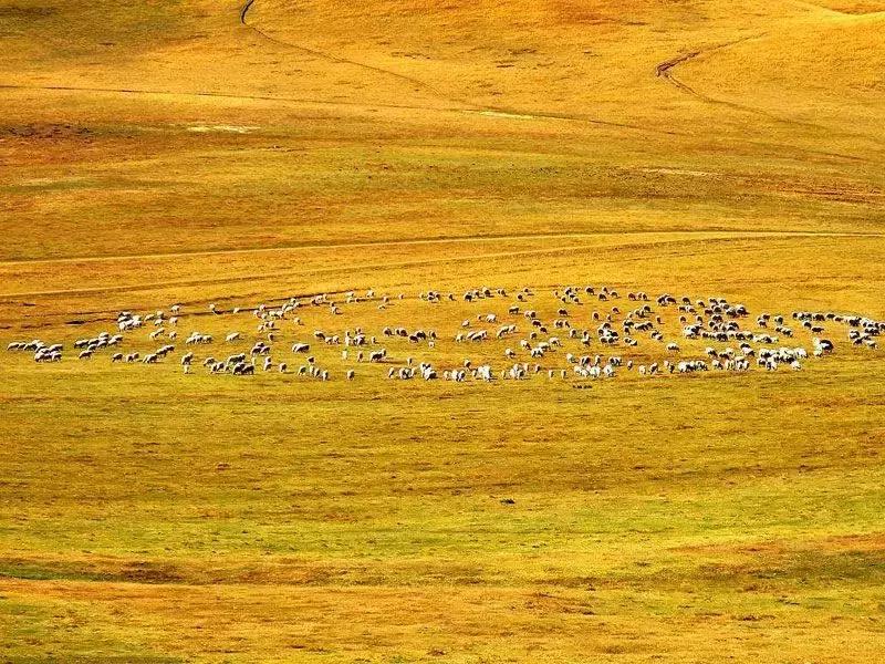 草原风光宛如油画 (呼伦贝尔大草原美图)