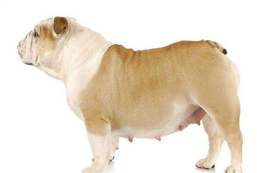 狗狗怀孕的5大症状该怎么照顾,狗狗怀孕了主人需要怎么喂养