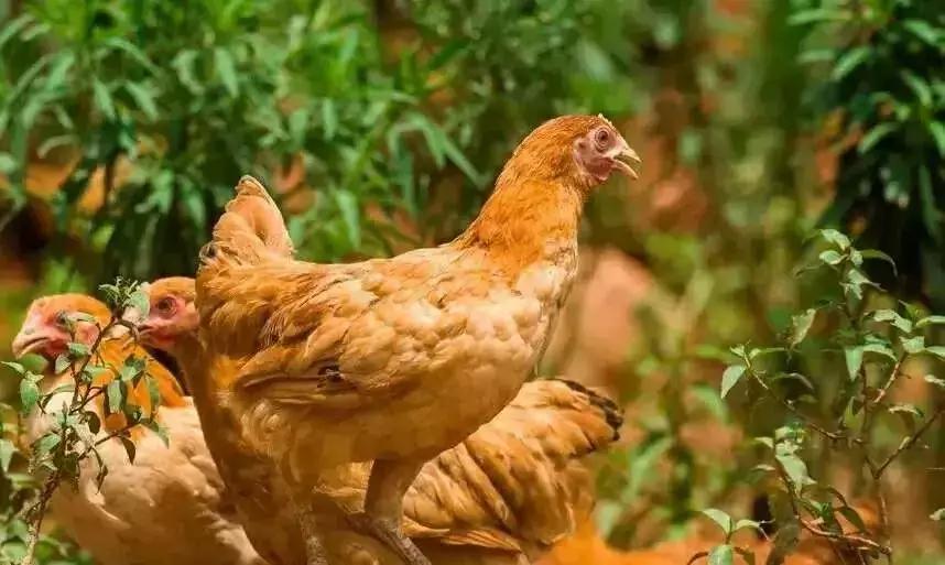 90后返乡创业养鸡1万多只,返乡养鸡创业带富一方乡邻