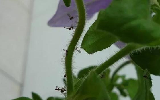 花儿除虫的妙招,花儿生虫用什么药