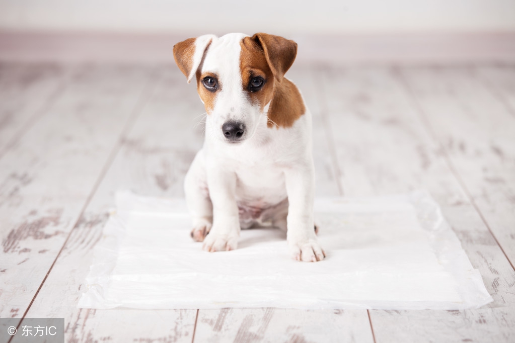 怎么教狗狗定点小便,狗狗小便带血怎么治