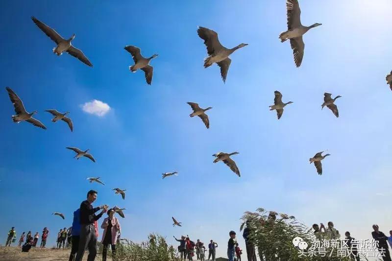 全域旅游河北,沧州渤海新区旅游免费海边