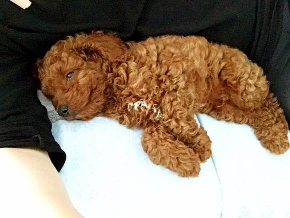 泰迪对主人吠叫,泰迪狗狗乱叫扰民怎么办