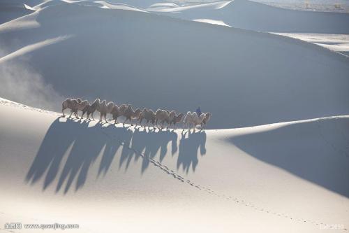 内蒙阿拉善肉苁蓉有限公司,阿拉善肉苁蓉100克一根