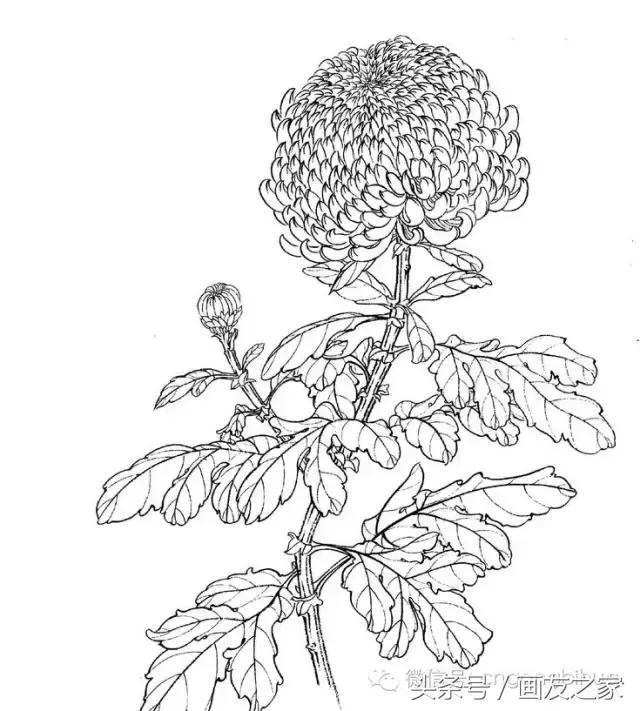 国画工笔菊花的画法视频,线描菊花画谱