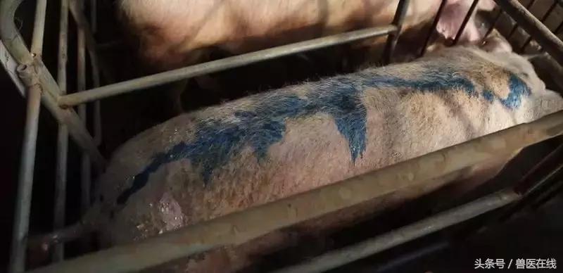 猪场常用5类驱虫药，对“虫”下“药”，方能见效！