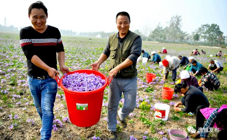 谯城区最美乡村,谯城区美丽乡村图集