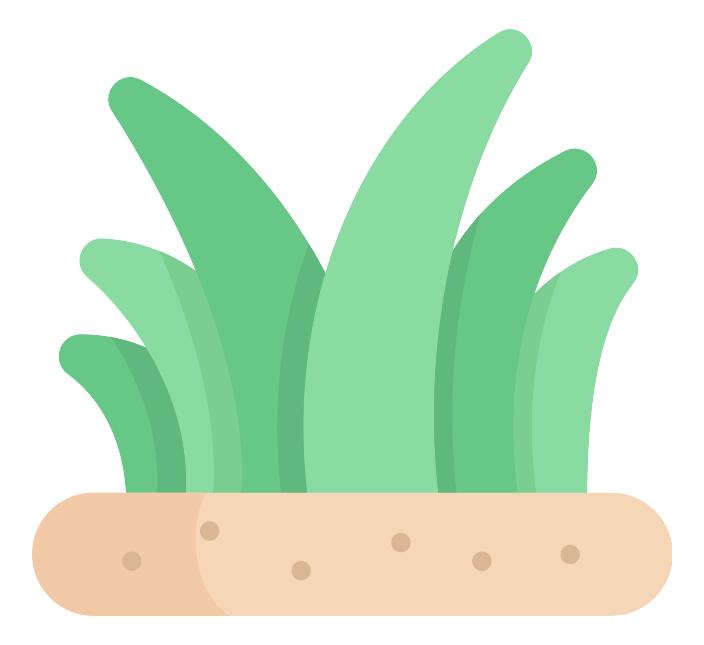 武汉汉口江滩芦苇花,秋高气爽去汉口江滩赏花