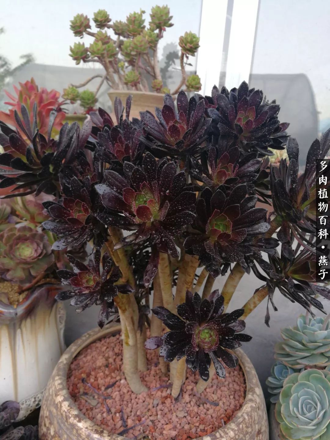 多肉法师什么季节摘心最好,多肉法师全锦好吗