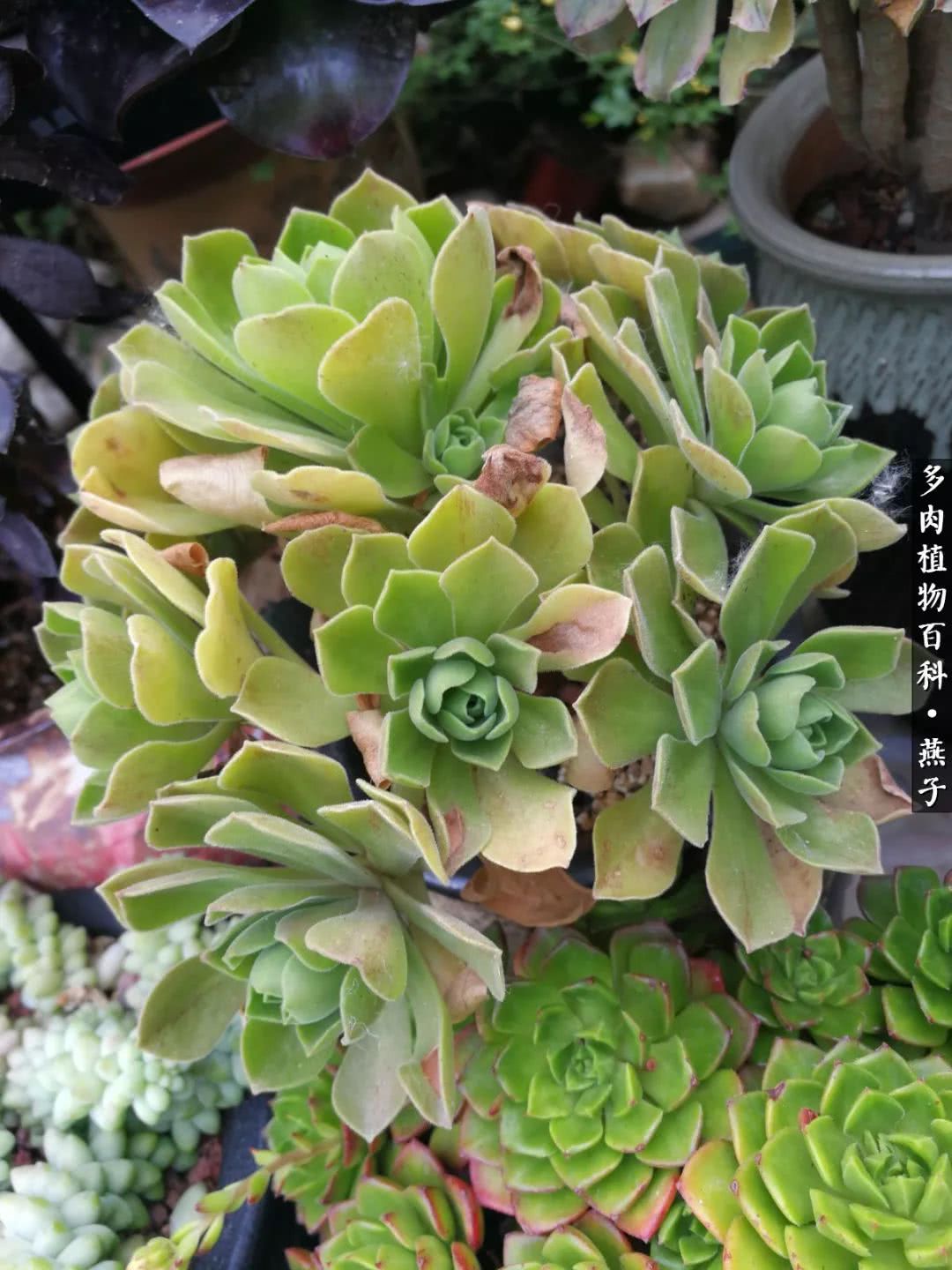 多肉法师什么季节摘心最好,多肉法师全锦好吗