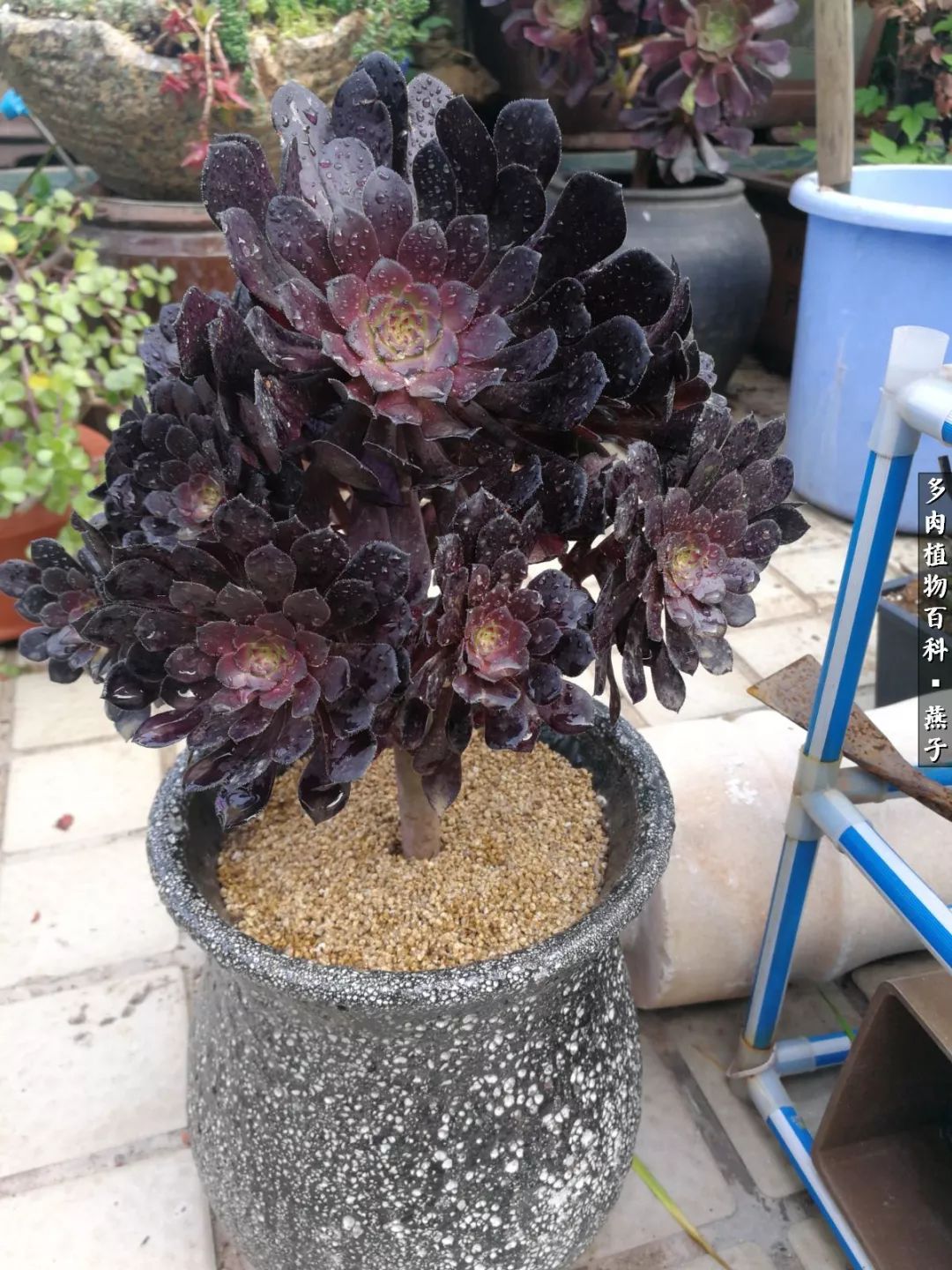 多肉法师什么季节摘心最好,多肉法师全锦好吗