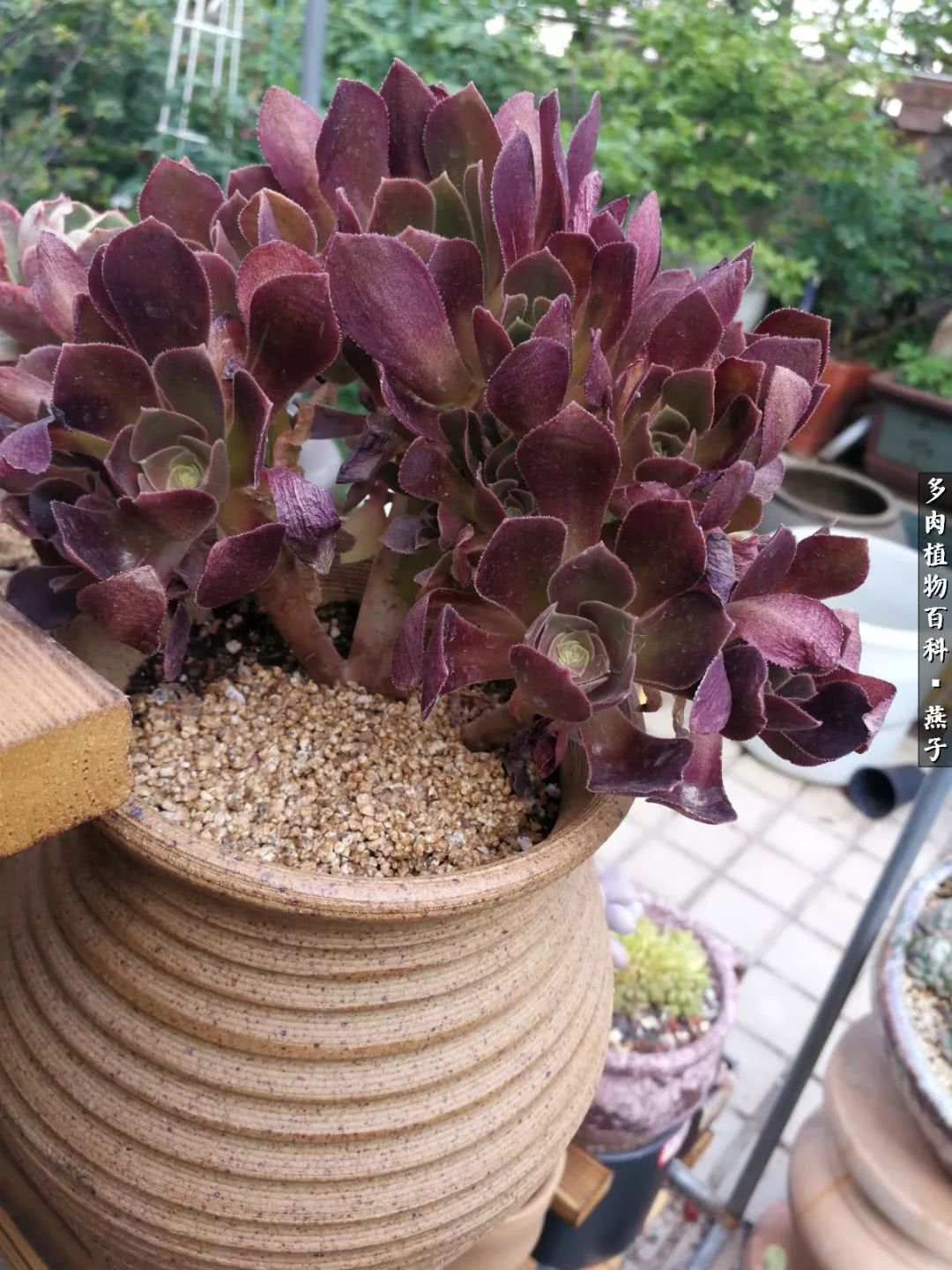 多肉法师什么季节摘心最好,多肉法师全锦好吗